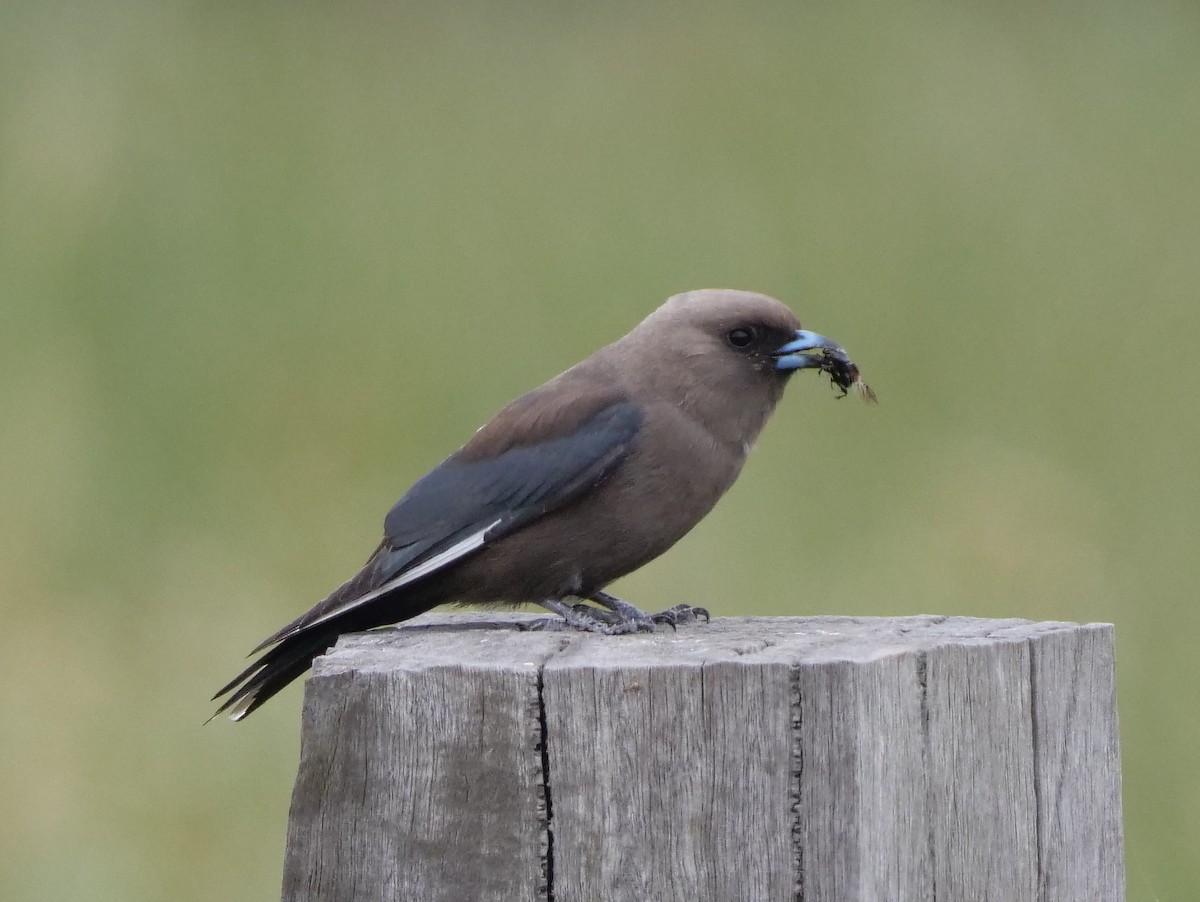 Dusky Woodswallow - Peter Lowe