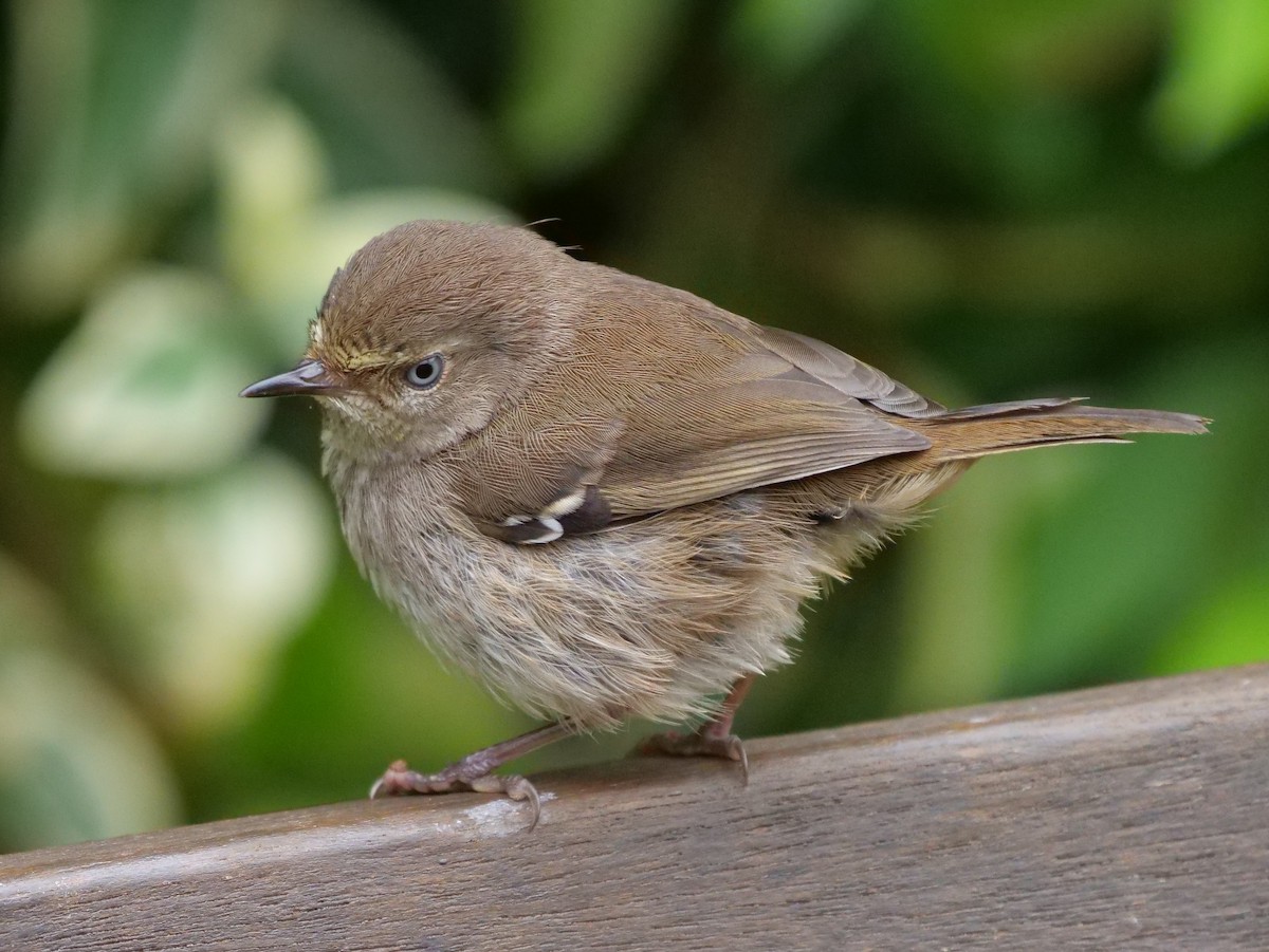Spotted Scrubwren - ML189307921