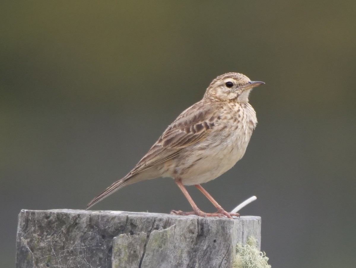 Bisbita Neozelandés (grupo australis) - ML189307931