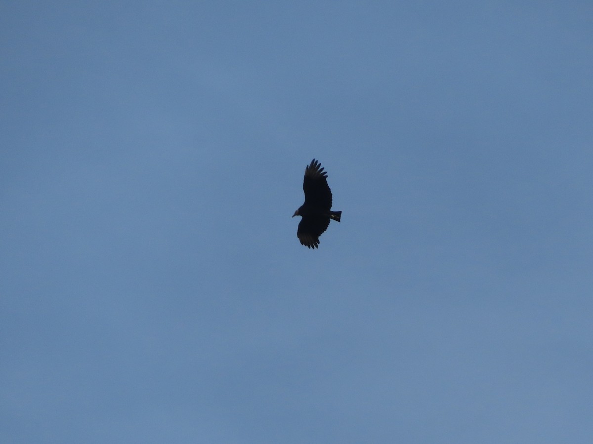 Black Vulture - ML189308541