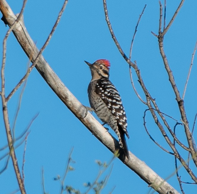Ladder-backed Woodpecker - Mary McSparen