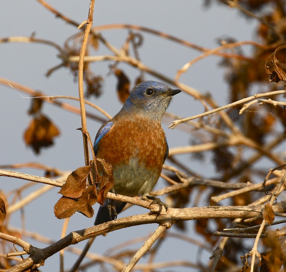 Western Bluebird - Pair of Wing-Nuts