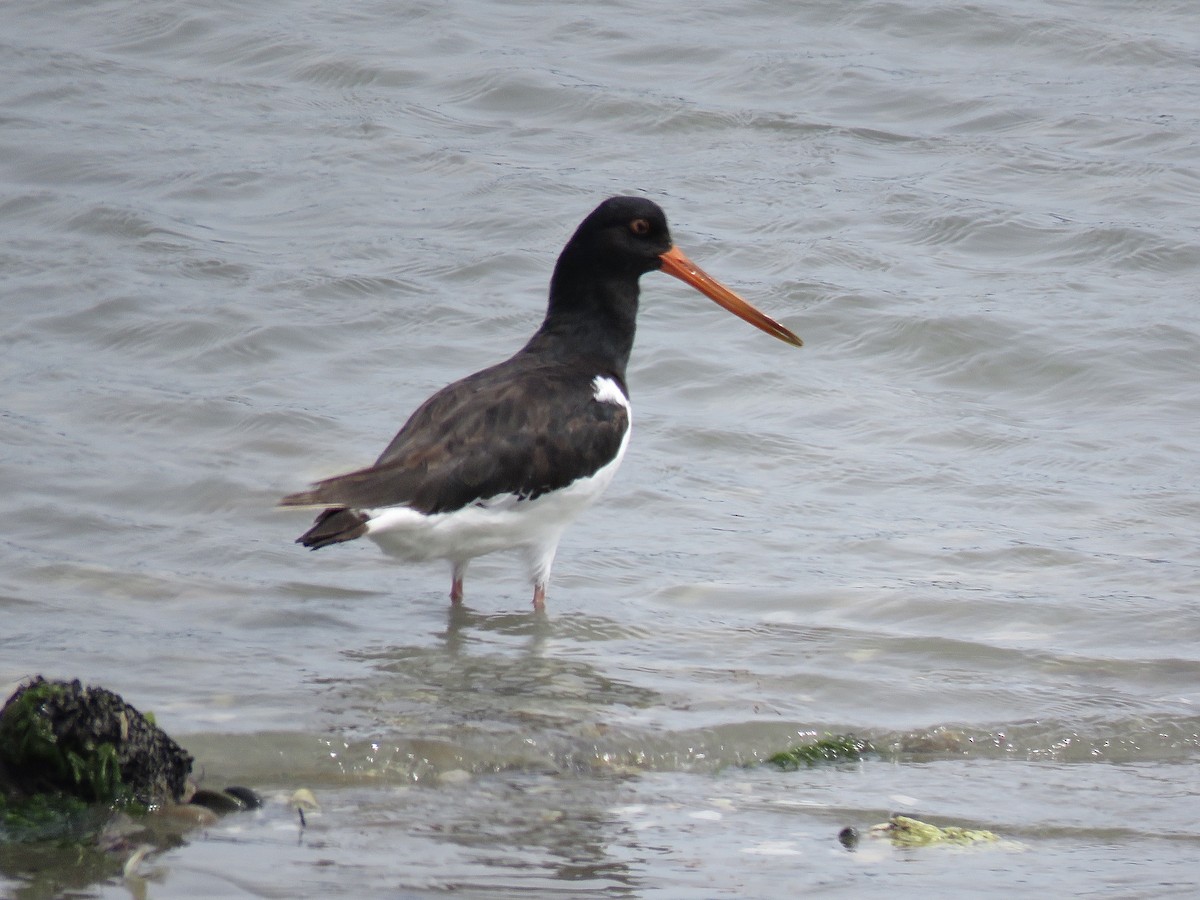 South Island Oystercatcher - John Gowers