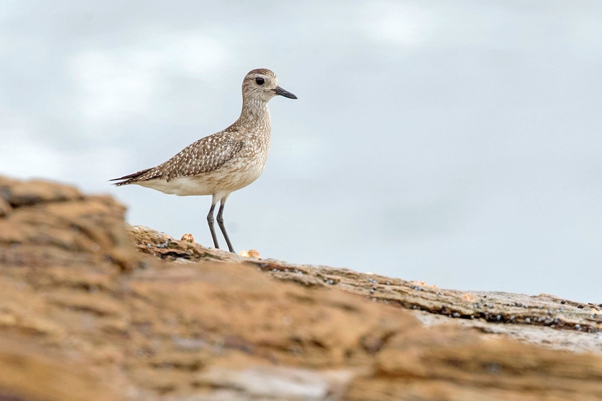 Black-bellied Plover - ML189310331