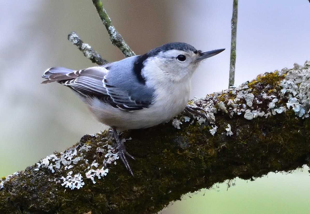 White-breasted Nuthatch - Ad Konings