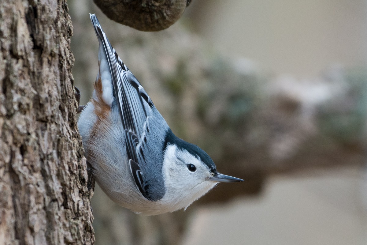 White-breasted Nuthatch - Juan Miguel Artigas Azas