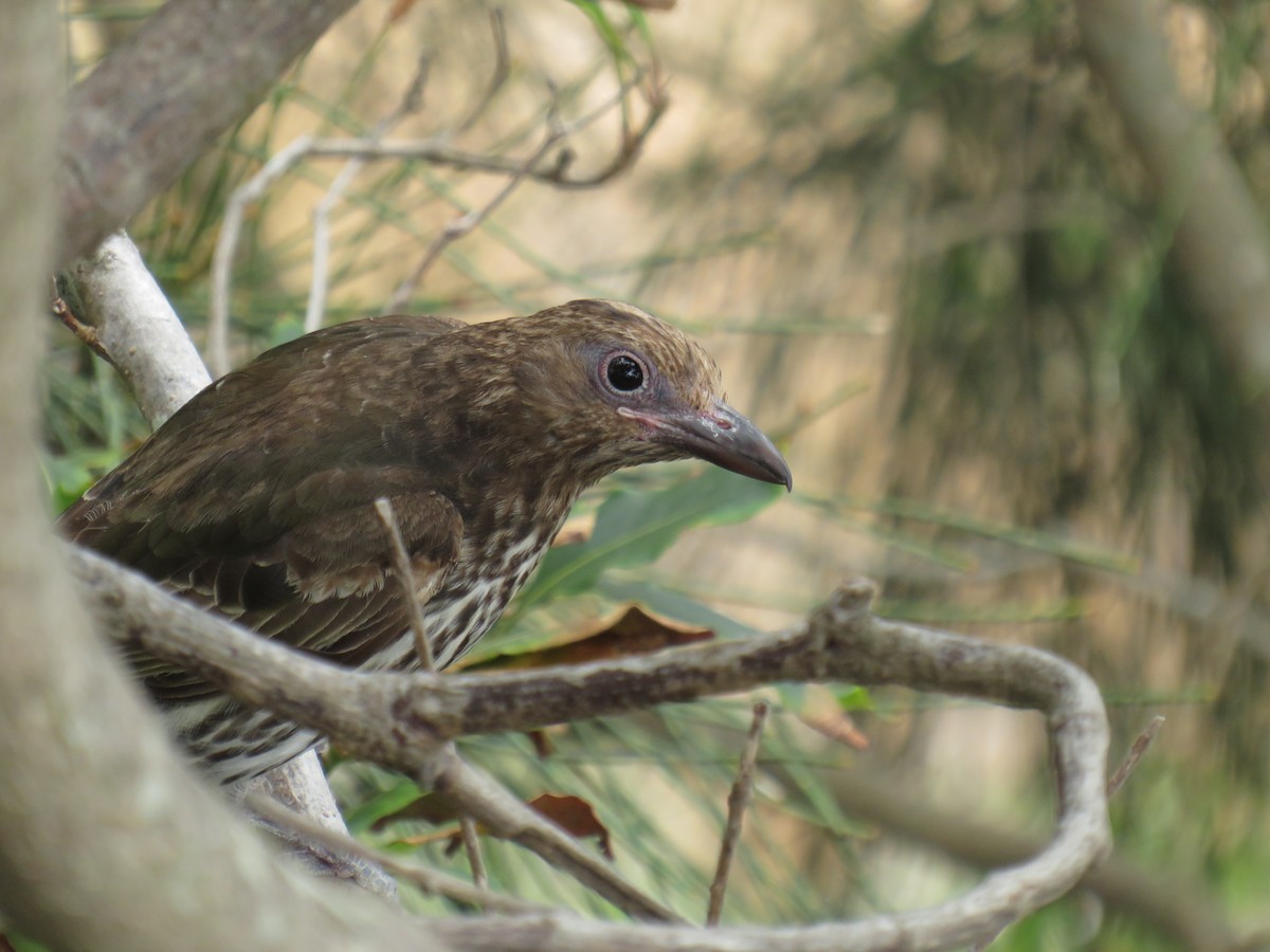 Australasian Figbird - ML189311851