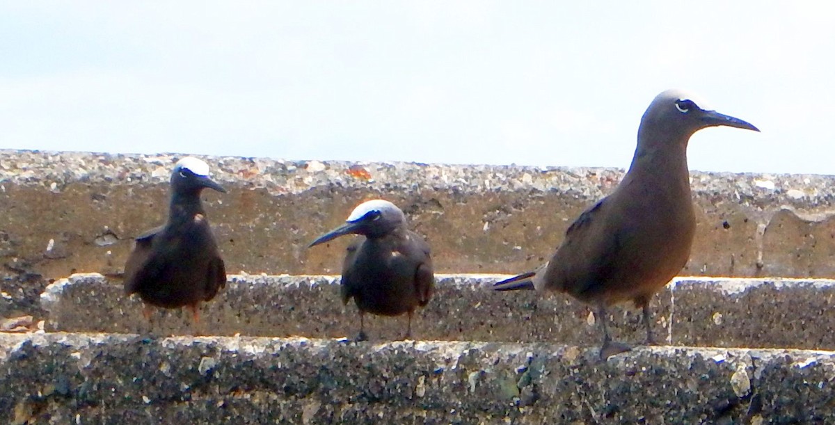 Black Noddy - ML189311891