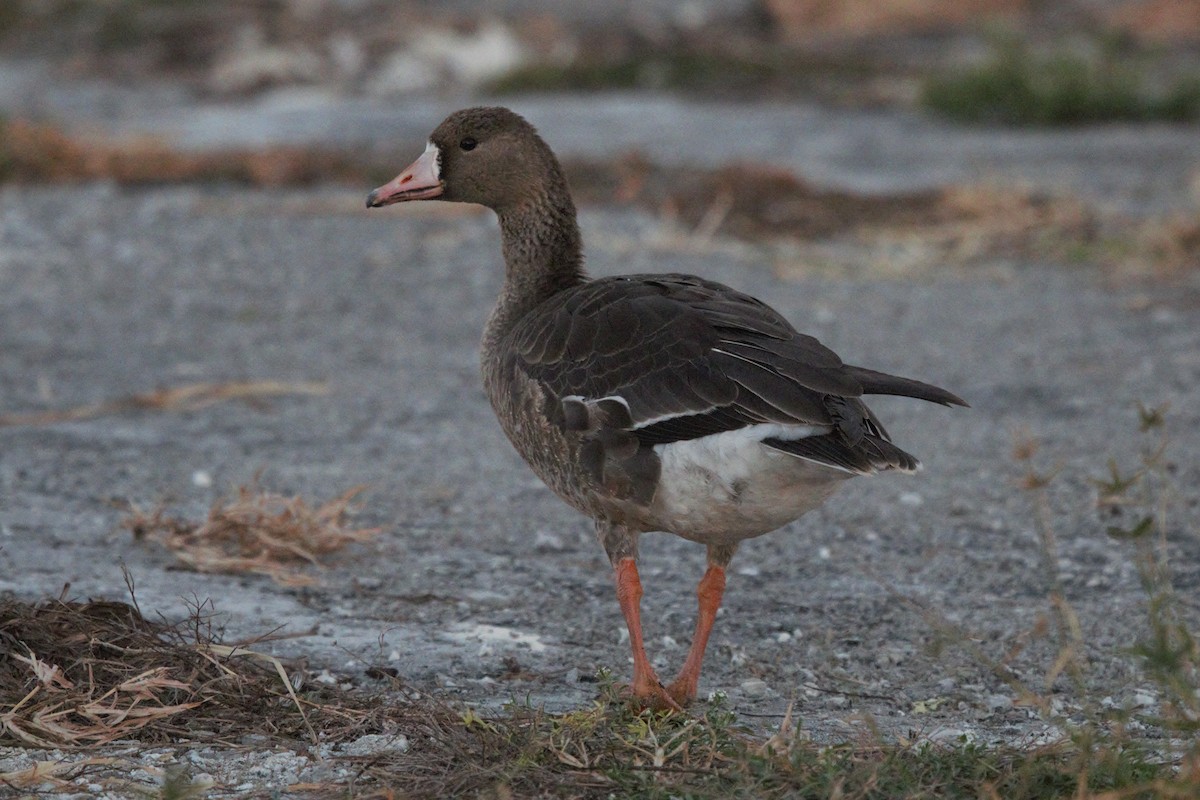 Greater White-fronted Goose - ML189314271