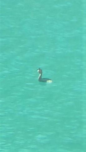 Great Crested Grebe - ML189314901