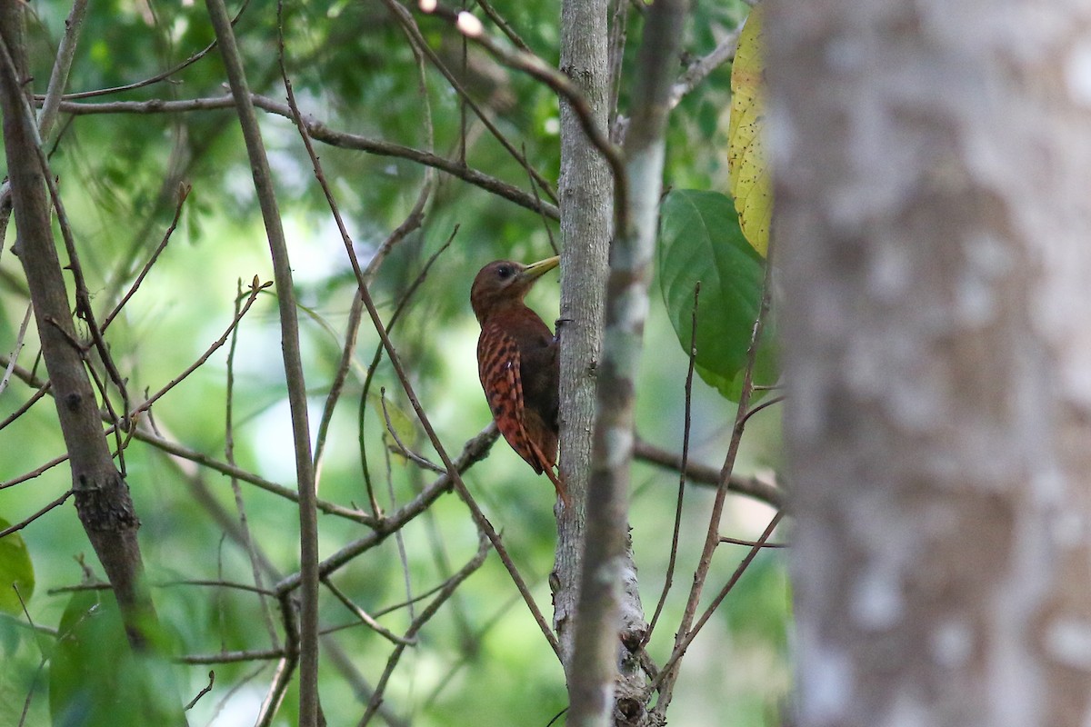 Bay Woodpecker - ML189315141