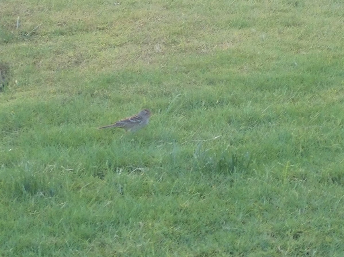 Chipping Sparrow - ML189315271