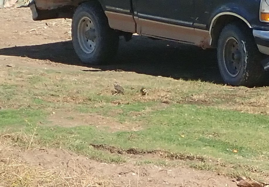 Western Meadowlark - ML189315871