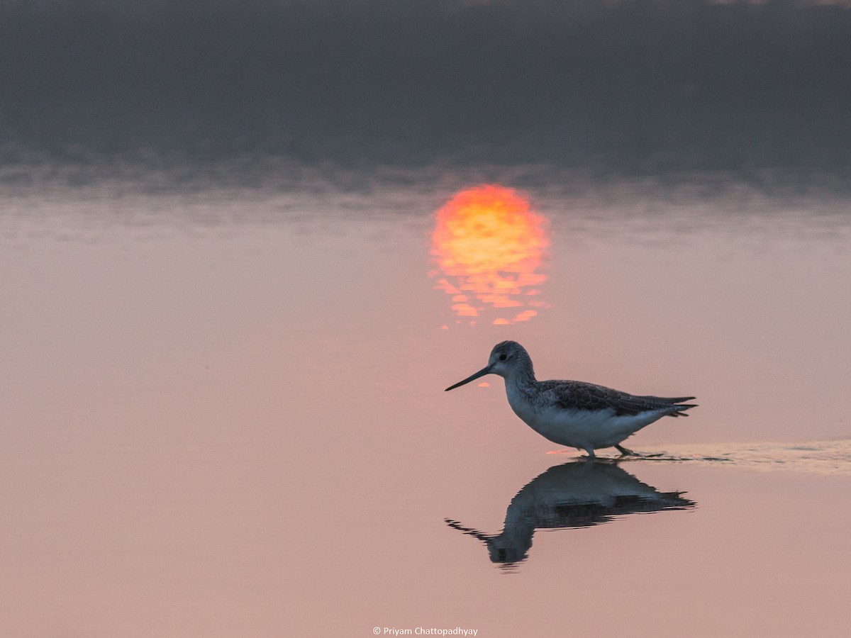 Common Greenshank - ML189315901