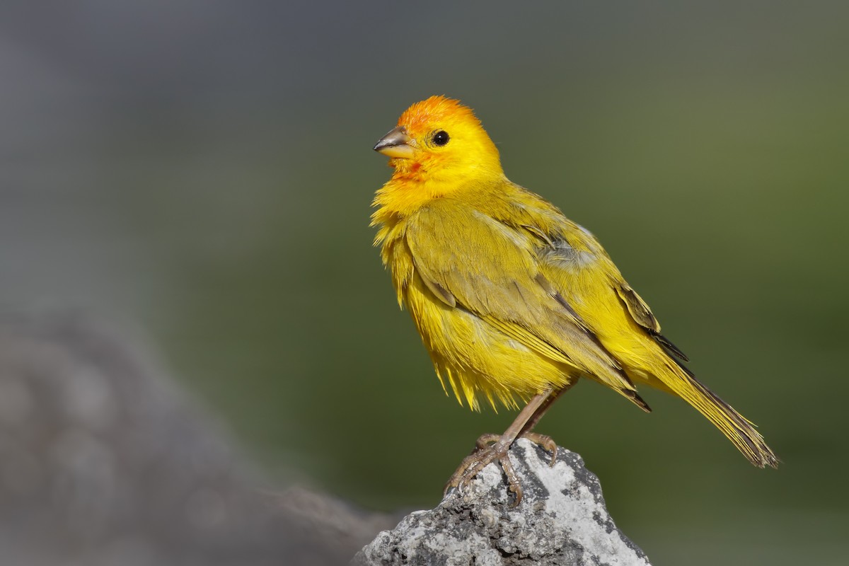Saffron Finch - Sharif Uddin