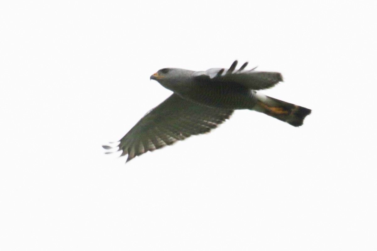 Gray Hawk - ML189316561