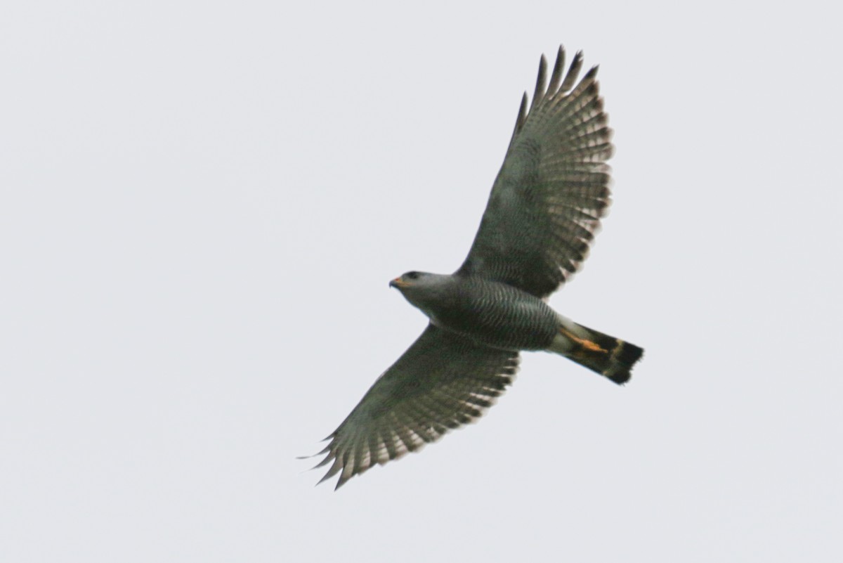 Gray Hawk - ML189316591