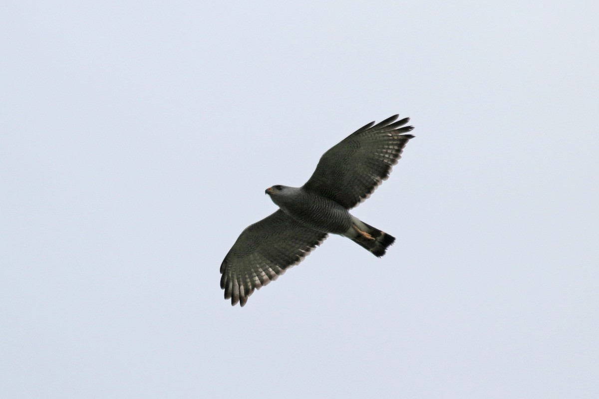 Gray Hawk - ML189317301