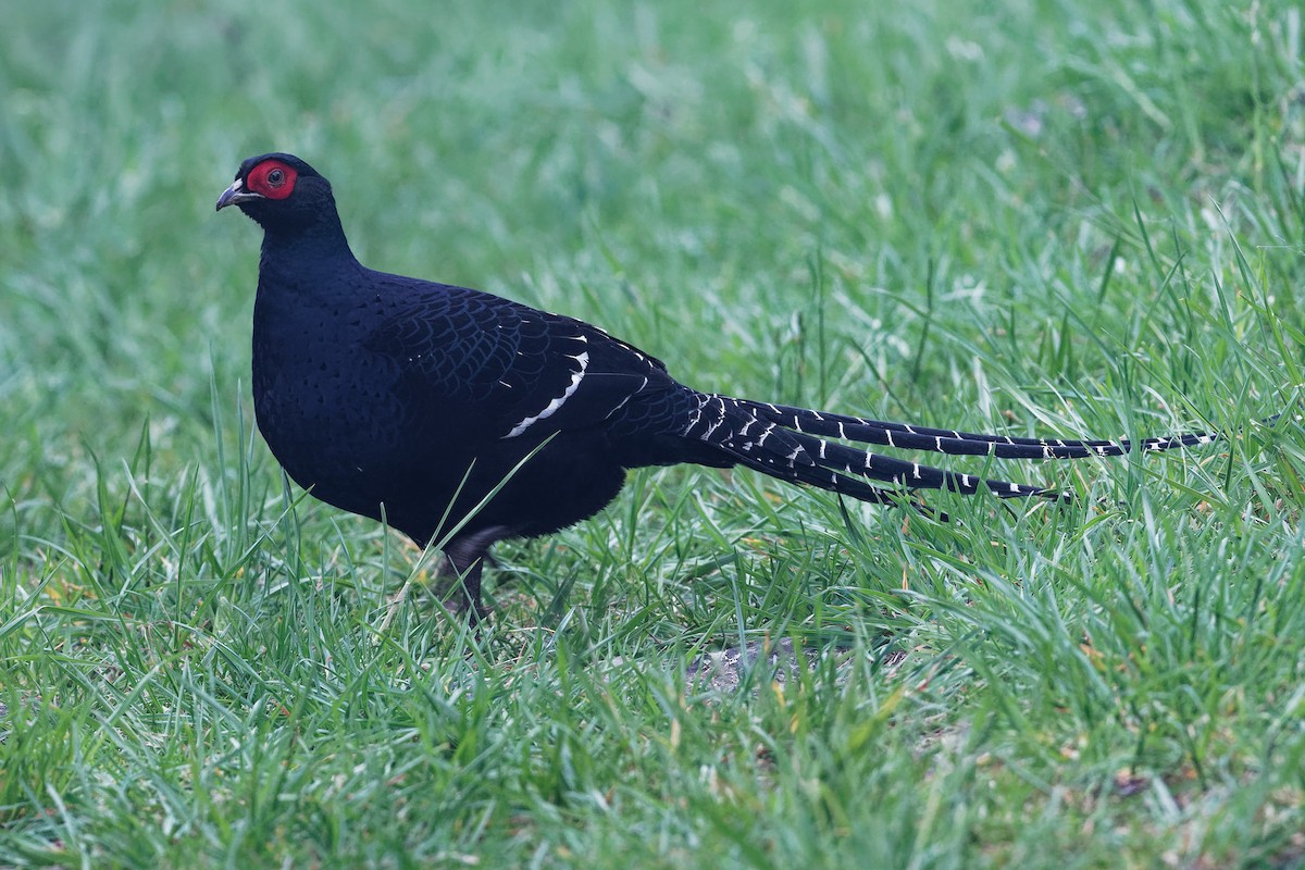 Mikado Pheasant - ML189317701