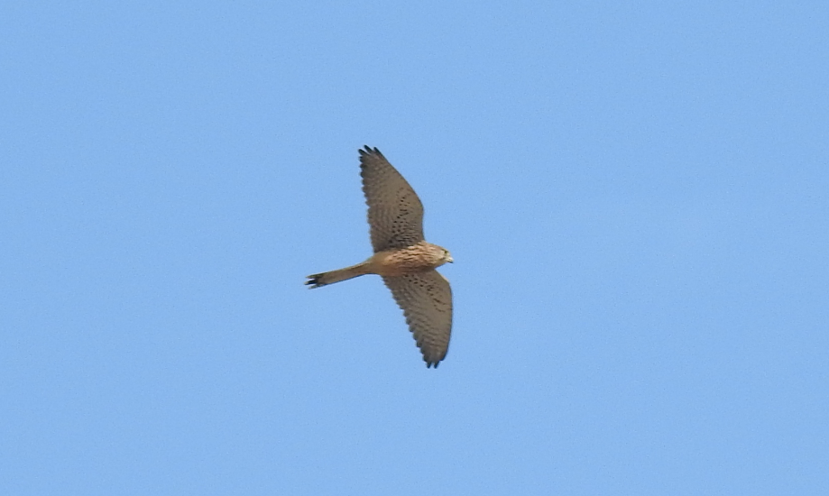 Eurasian Kestrel - ML189318721