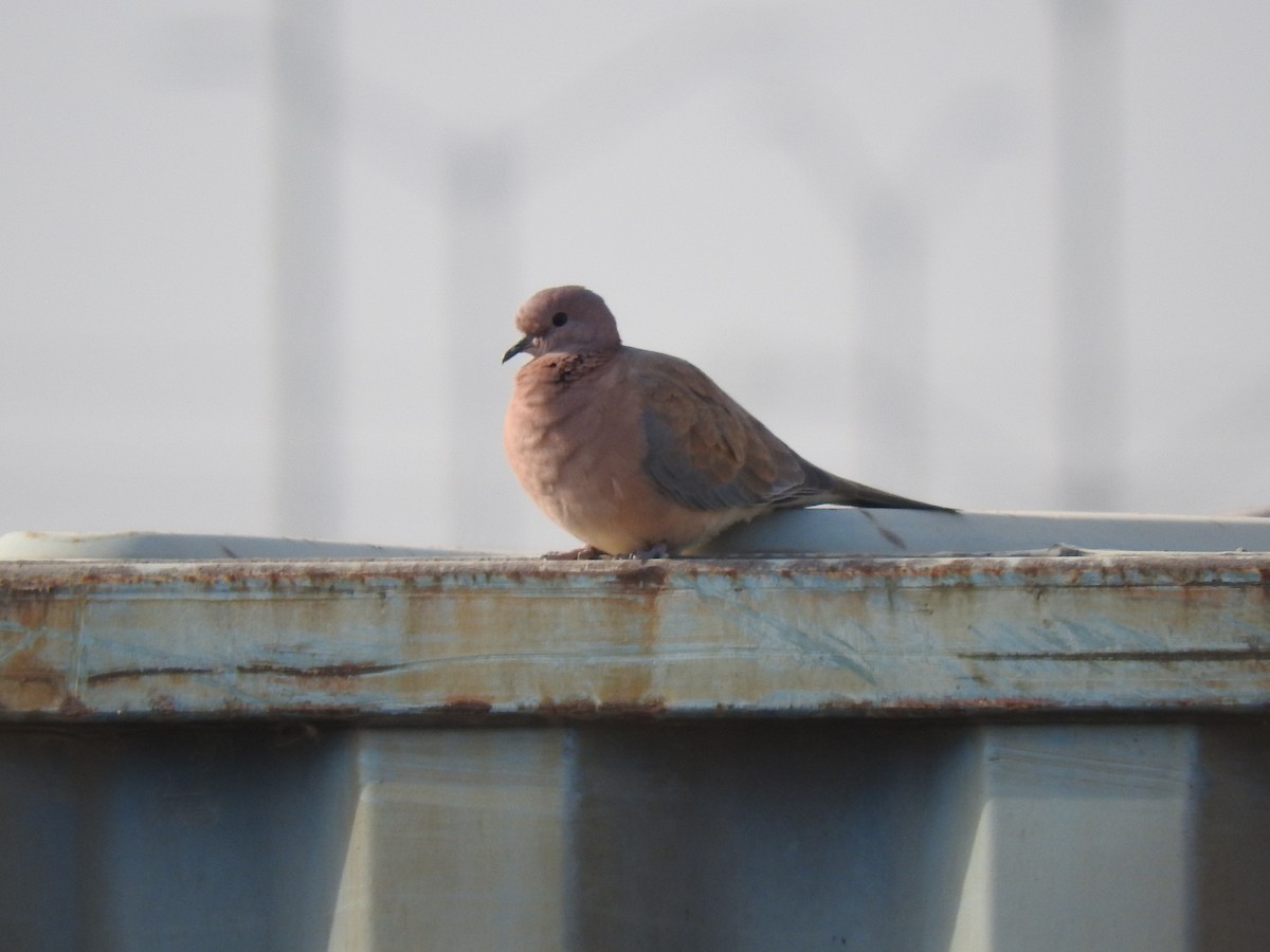 Laughing Dove - ML189318751