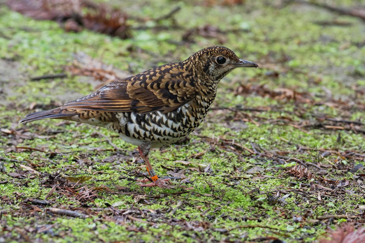 Scaly Thrush (Scaly) - Vincent Wang