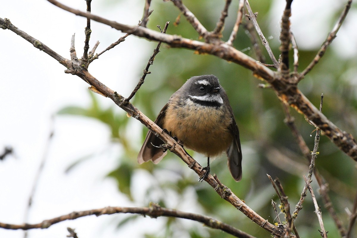 New Zealand Fantail - ML189319811