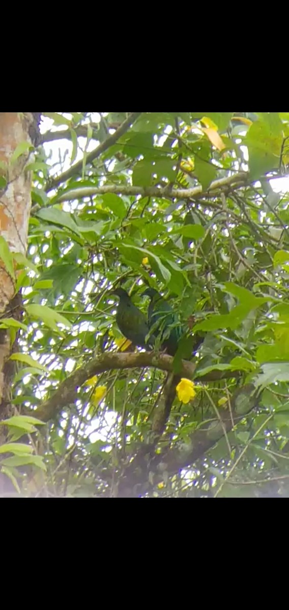 Nicobar Pigeon - ML189320131