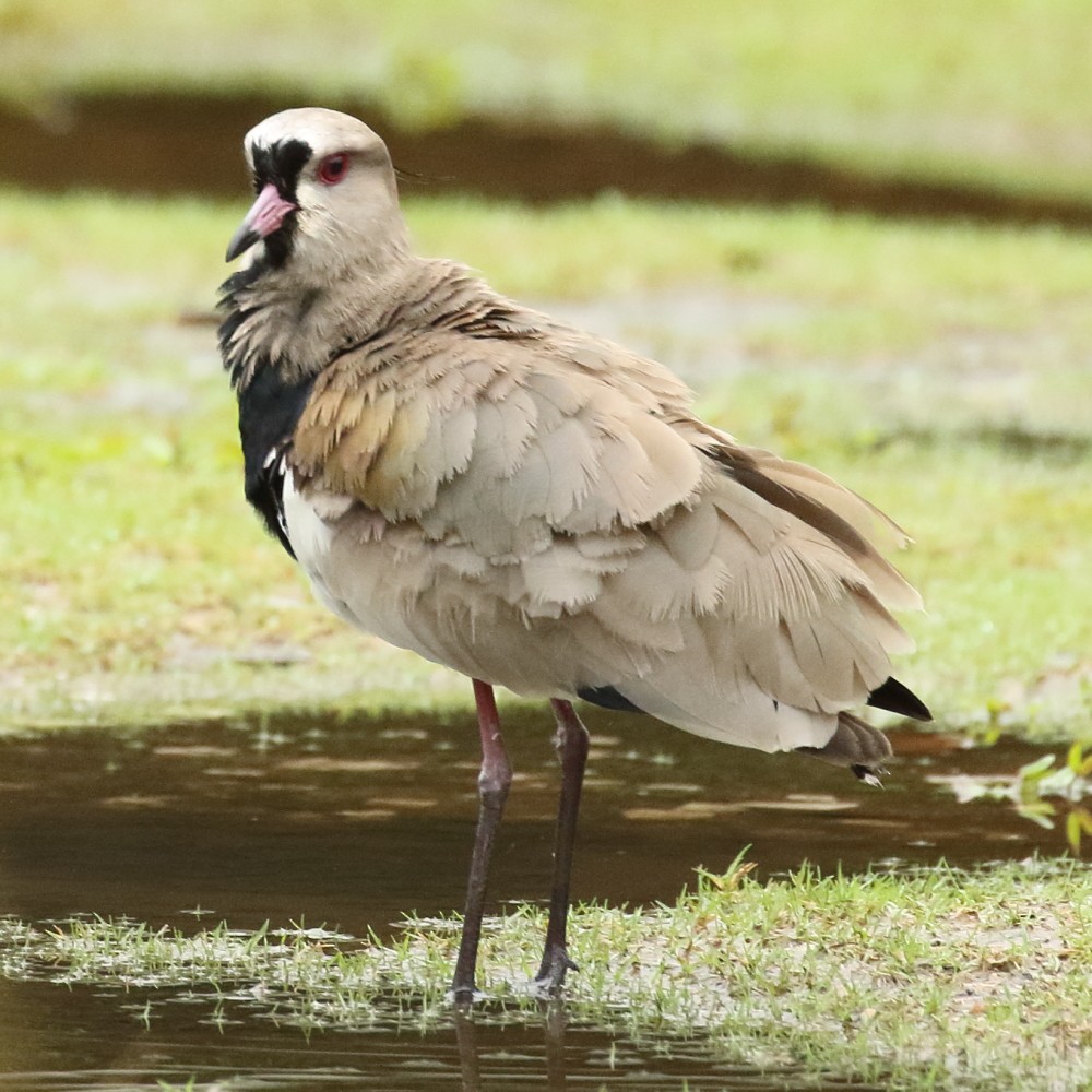 Southern Lapwing - ML189323661