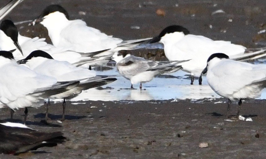 Common Tern - ML189325201