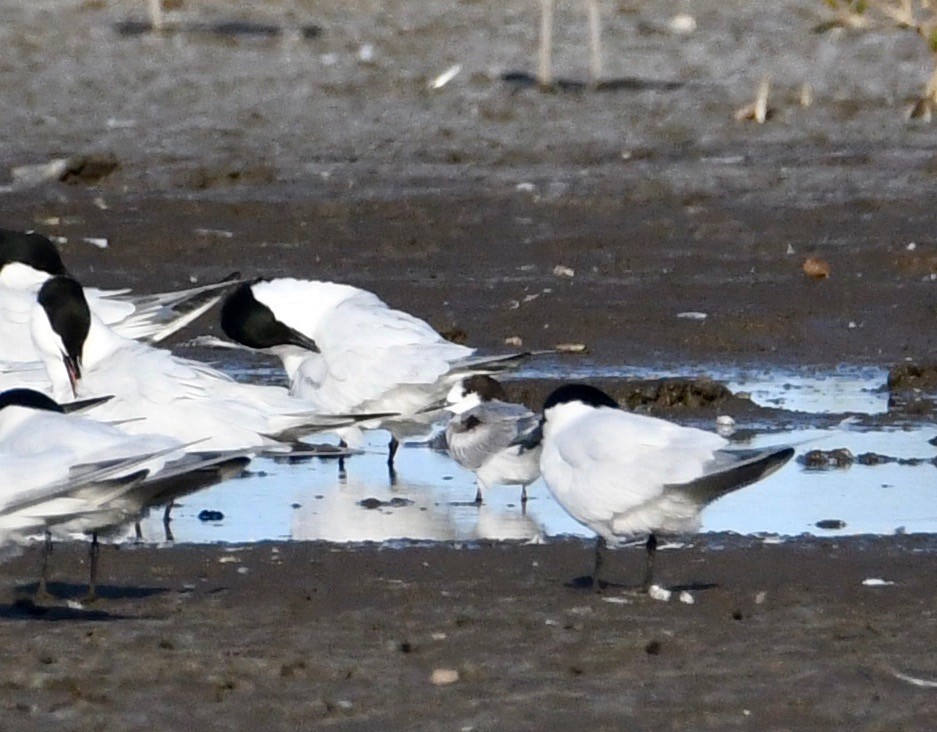 Common Tern - ML189325211