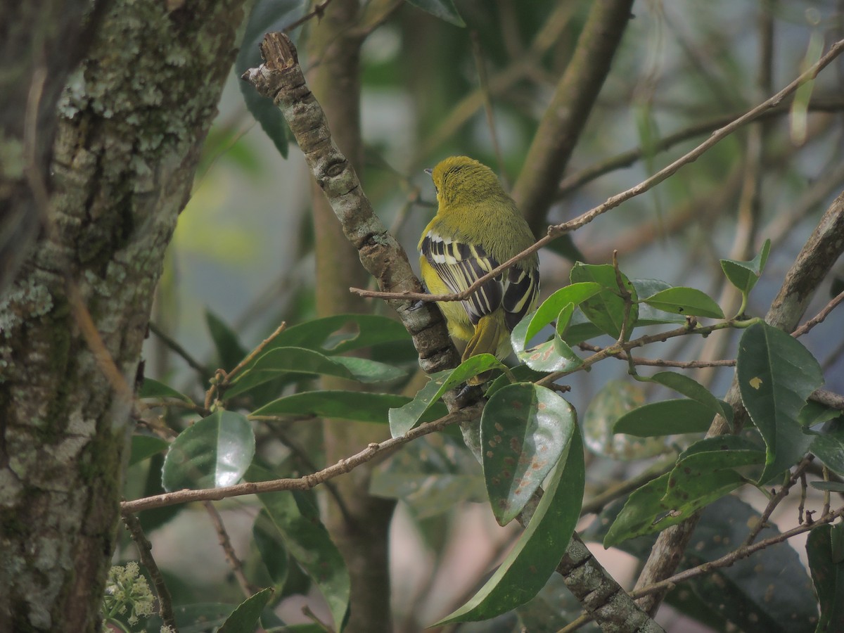 Common Iora - ML189325381