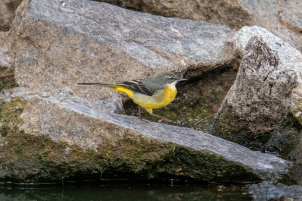 Gray Wagtail - ML189327241