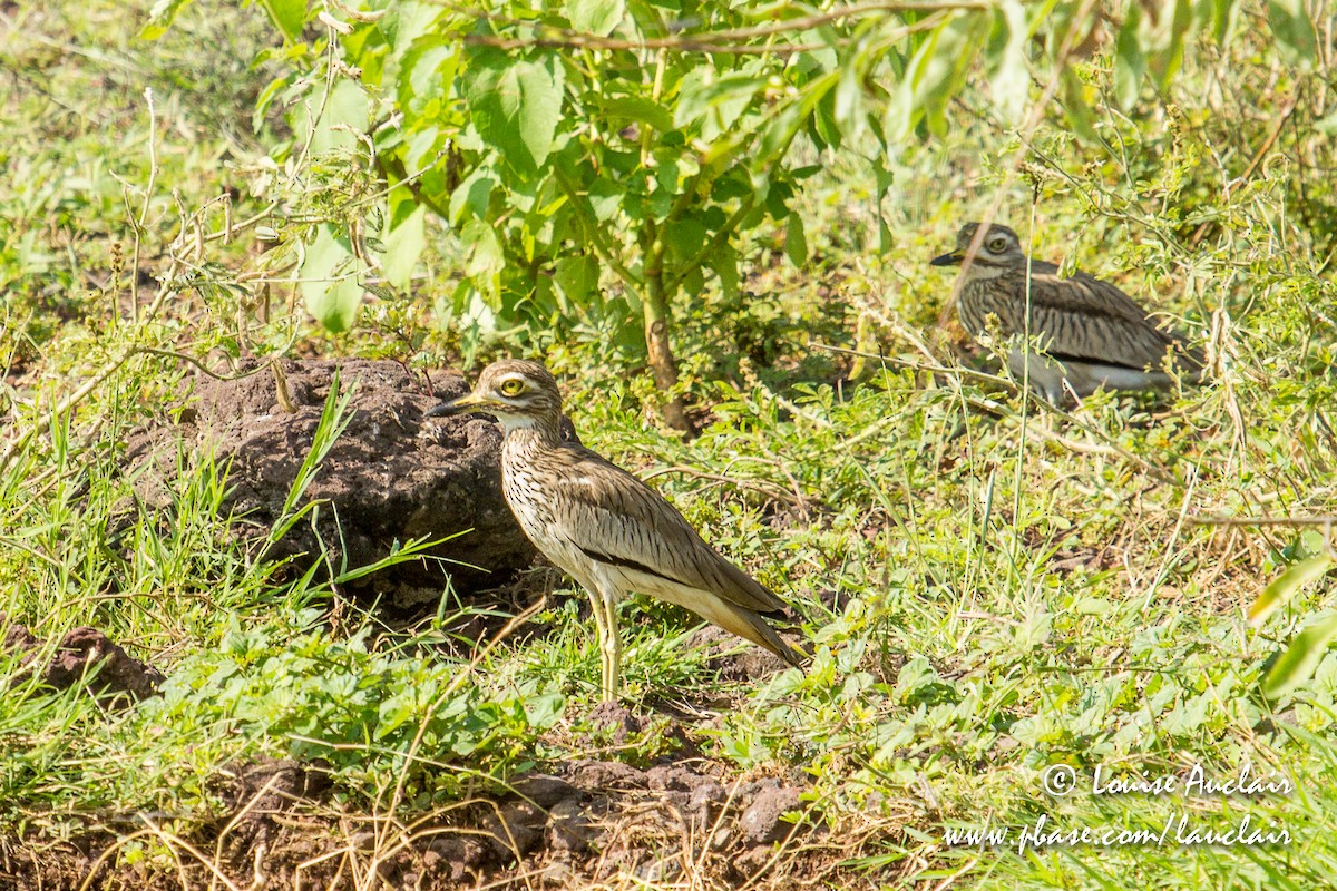 Senegal Thick-knee - ML189328481