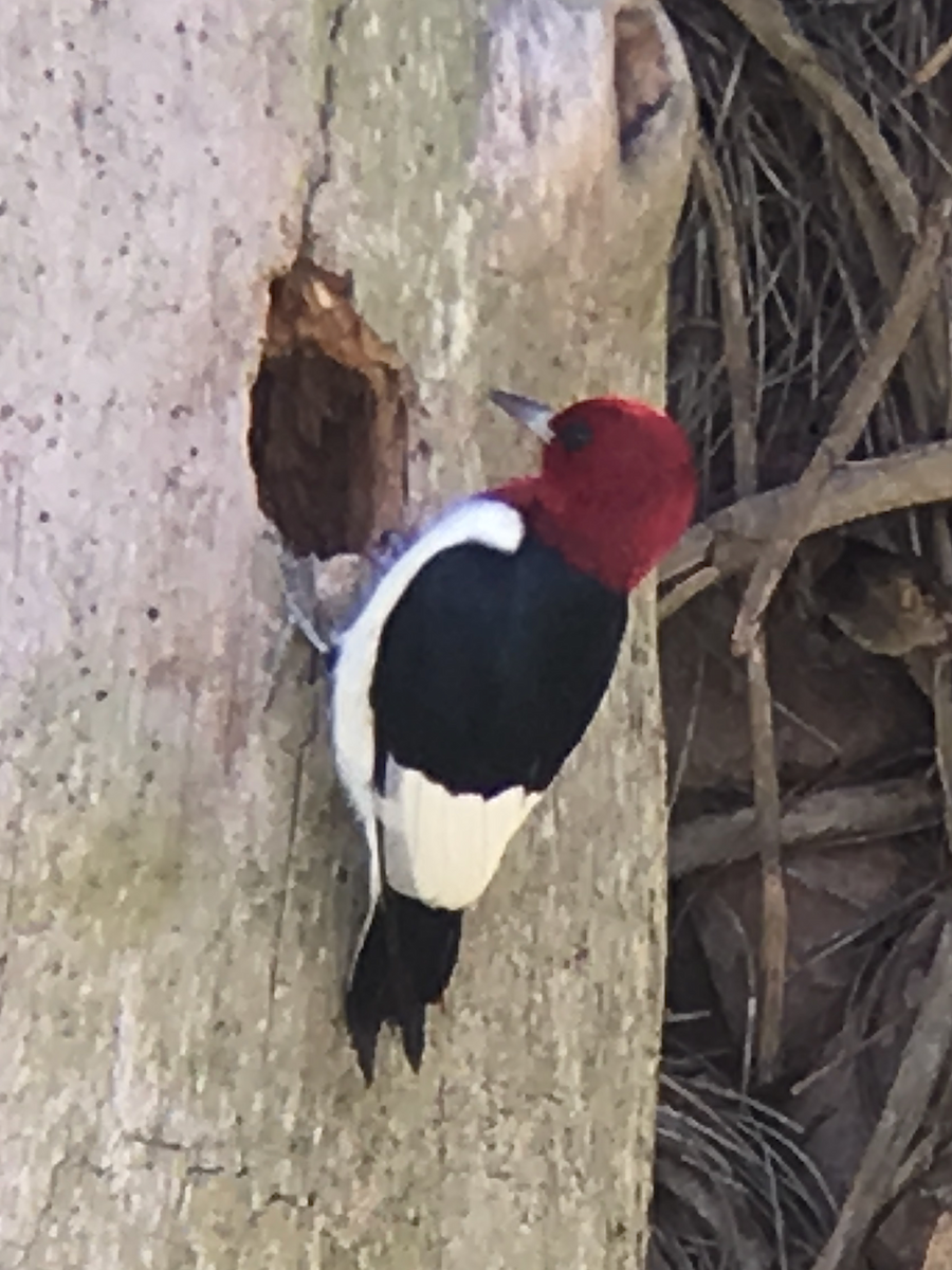 Pic à tête rouge - ML189328731