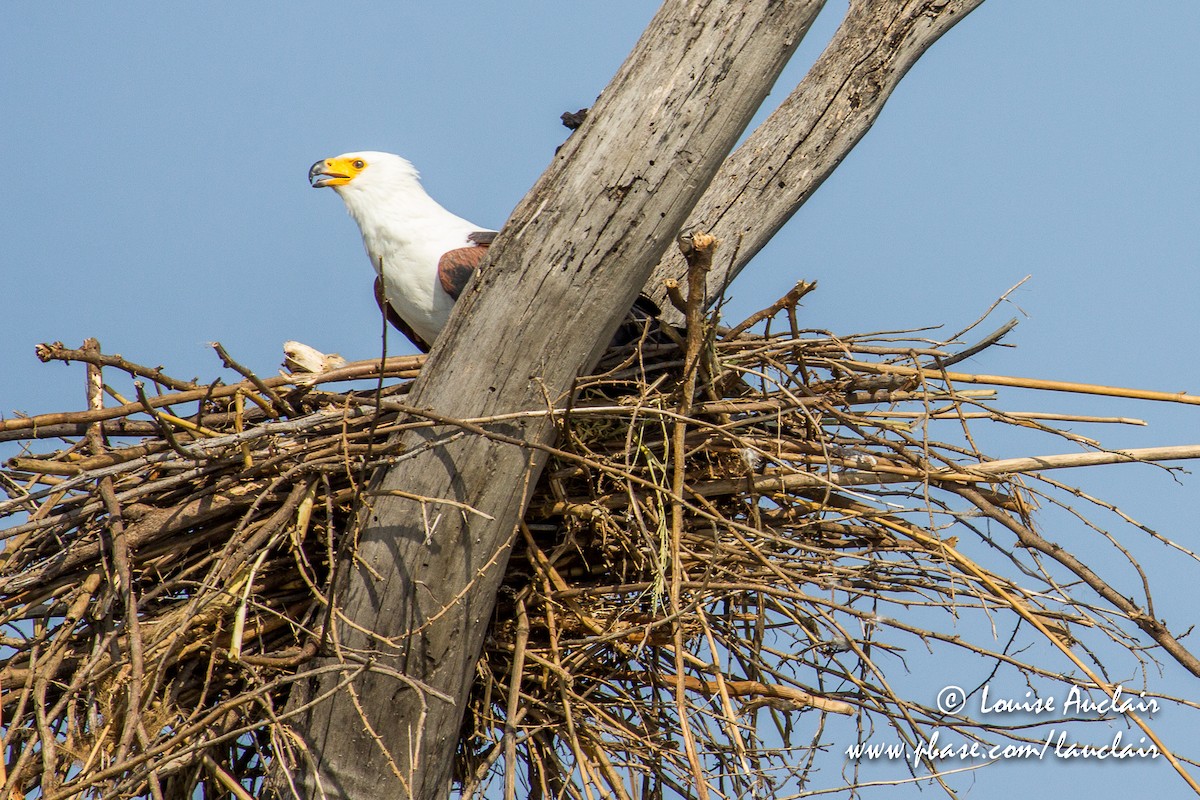 African Fish-Eagle - ML189328881