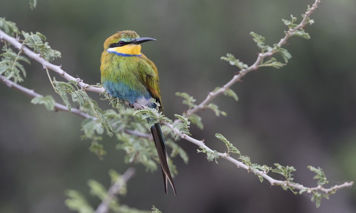 Abejaruco Golondrina - ML189329381