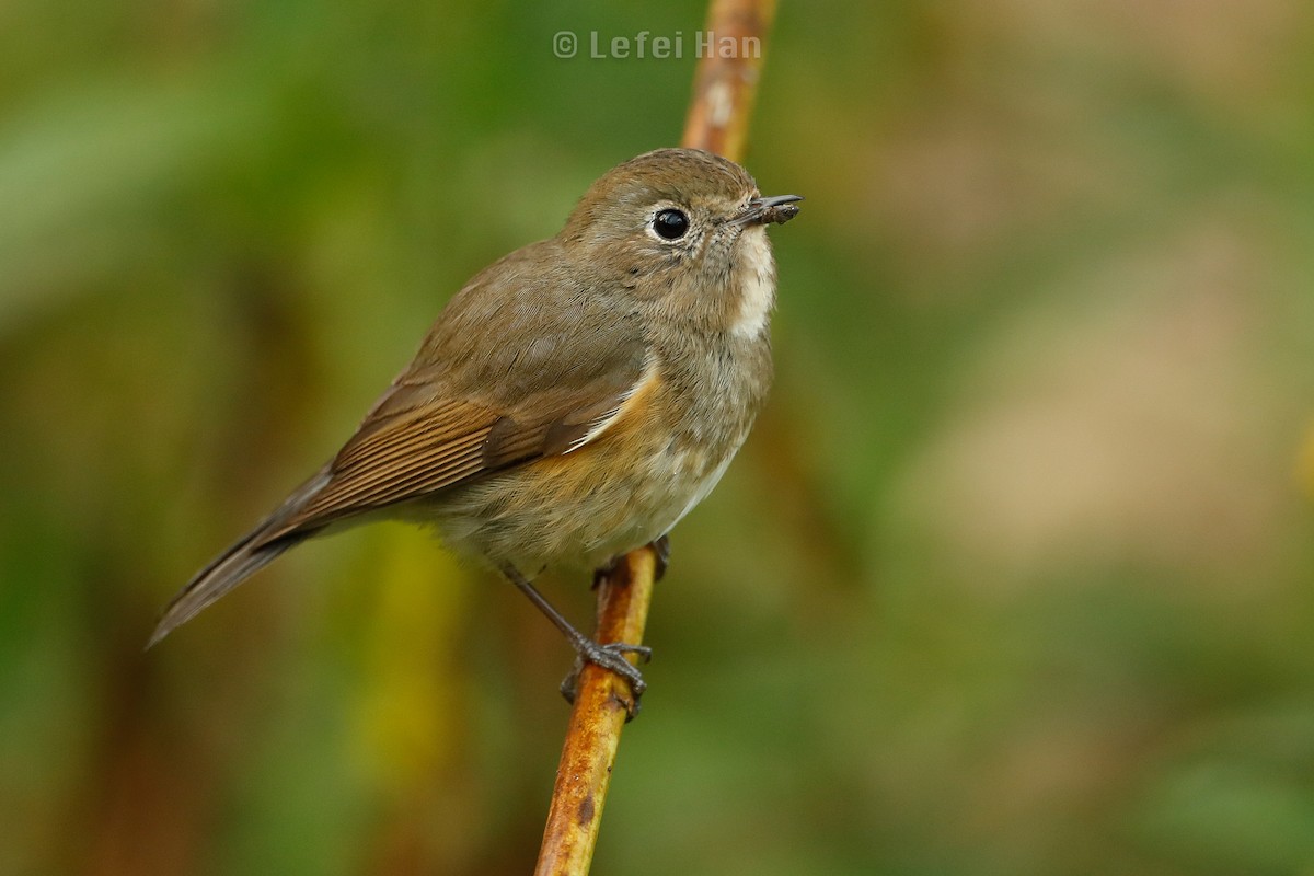 Red-flanked Bluetail - Lefei Han