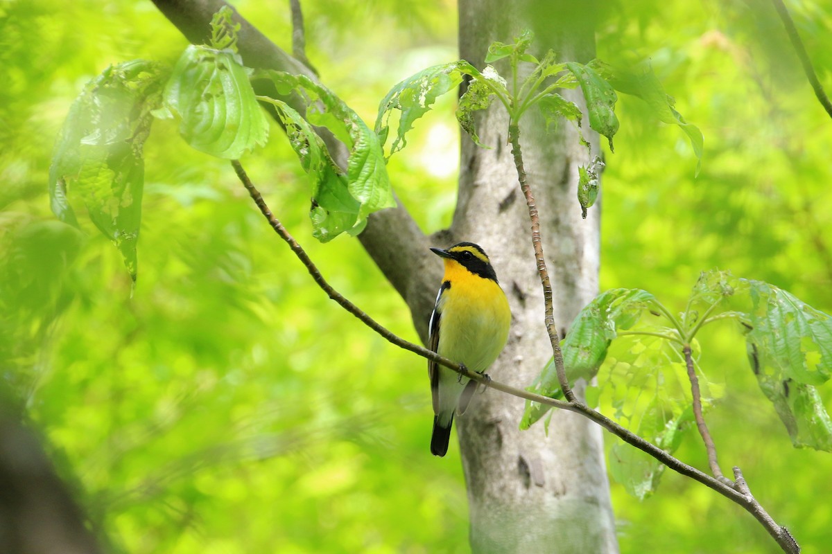 Narcissus Flycatcher - ML189331441