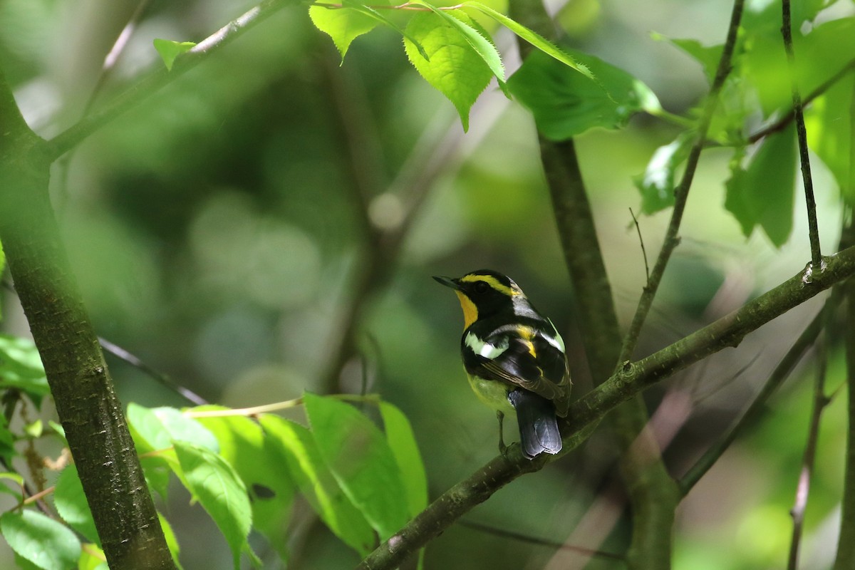 Narcissus Flycatcher - ML189331471