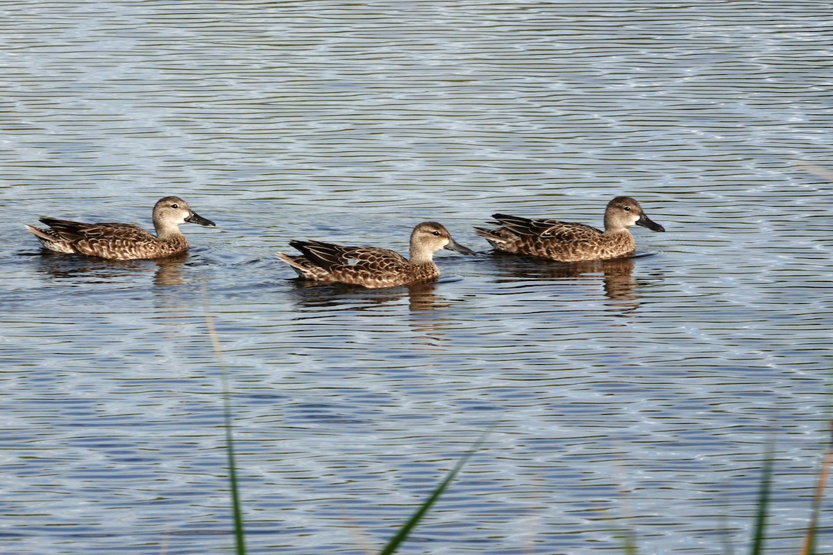 Sarcelle à ailes bleues - ML189331691