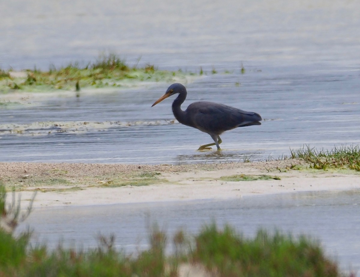 Pacific Reef-Heron - ML189331761