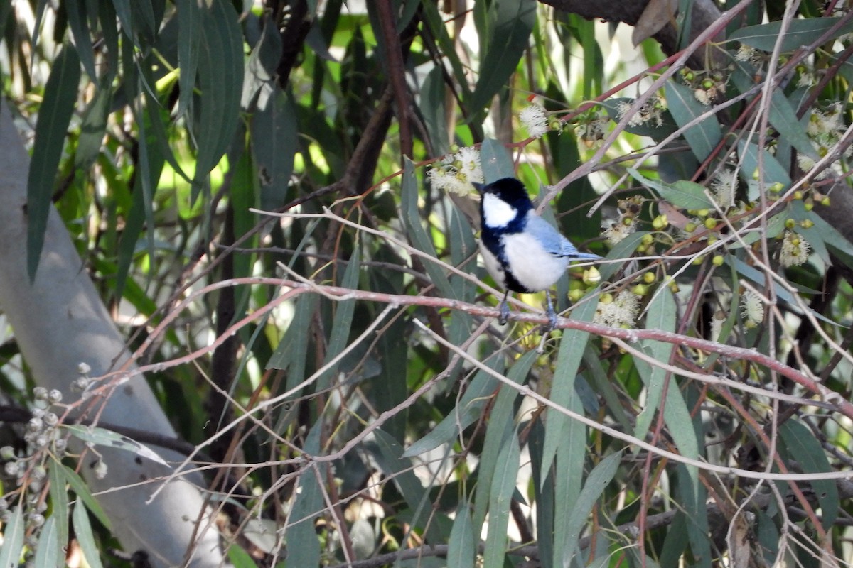 Cinereous Tit - Nusrat Ali