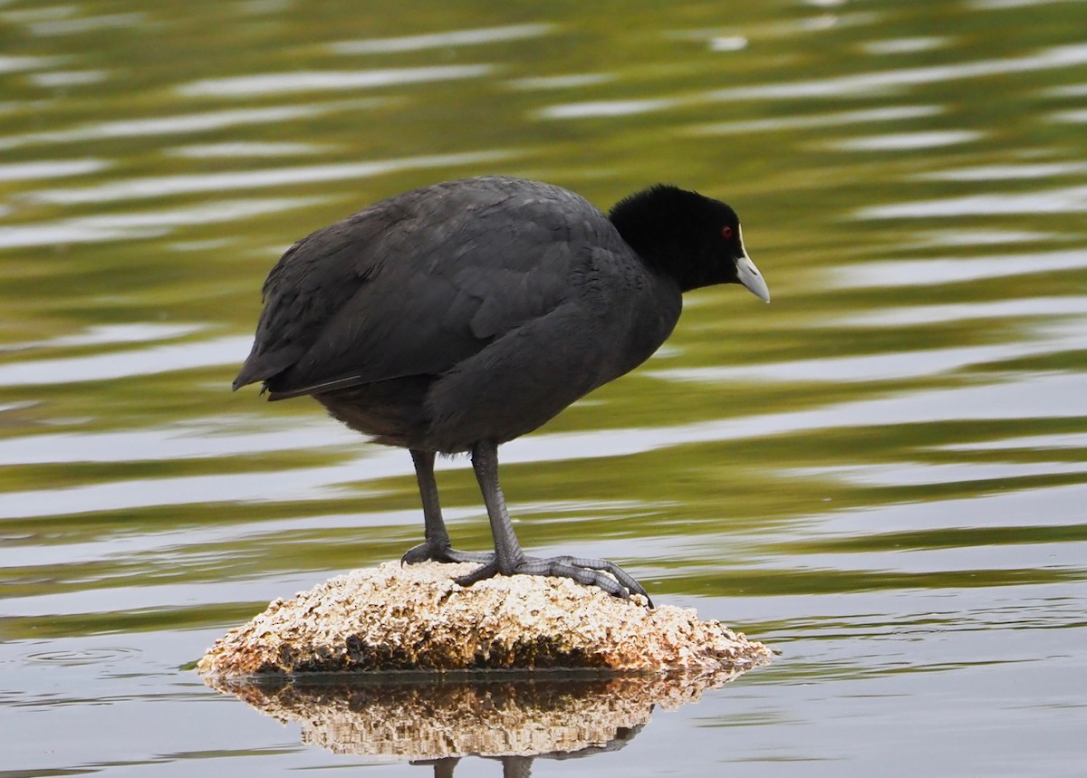 Eurasian Coot - ML189334041