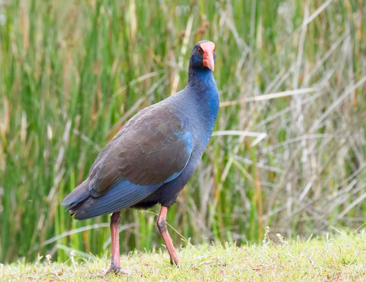 Australasian Swamphen - ML189334121
