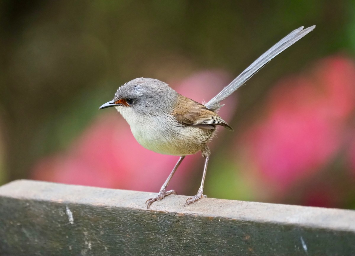 Red-winged Fairywren - Ken Glasson