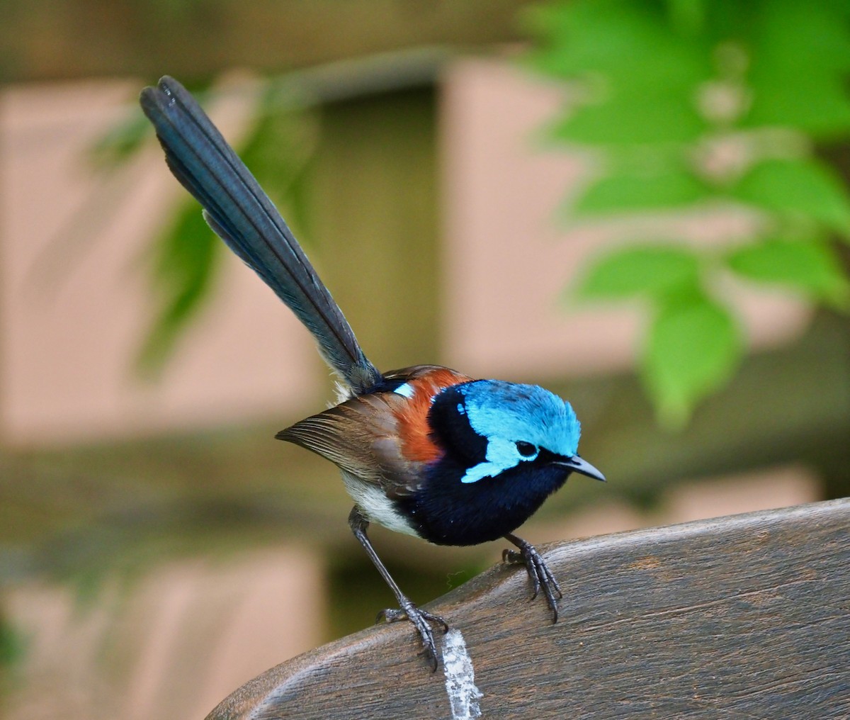 Red-winged Fairywren - ML189334291