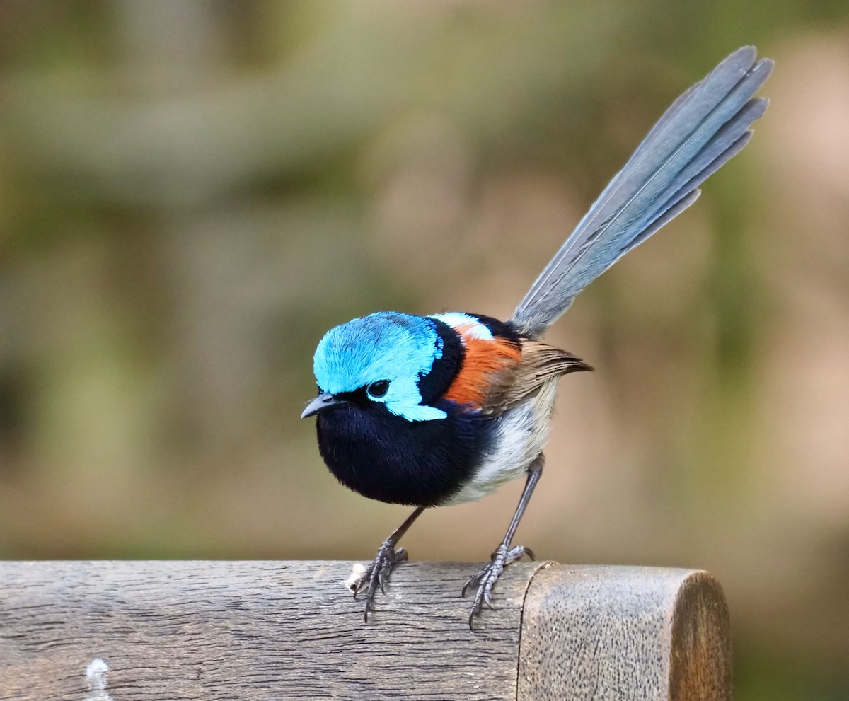 Red-winged Fairywren - Ken Glasson