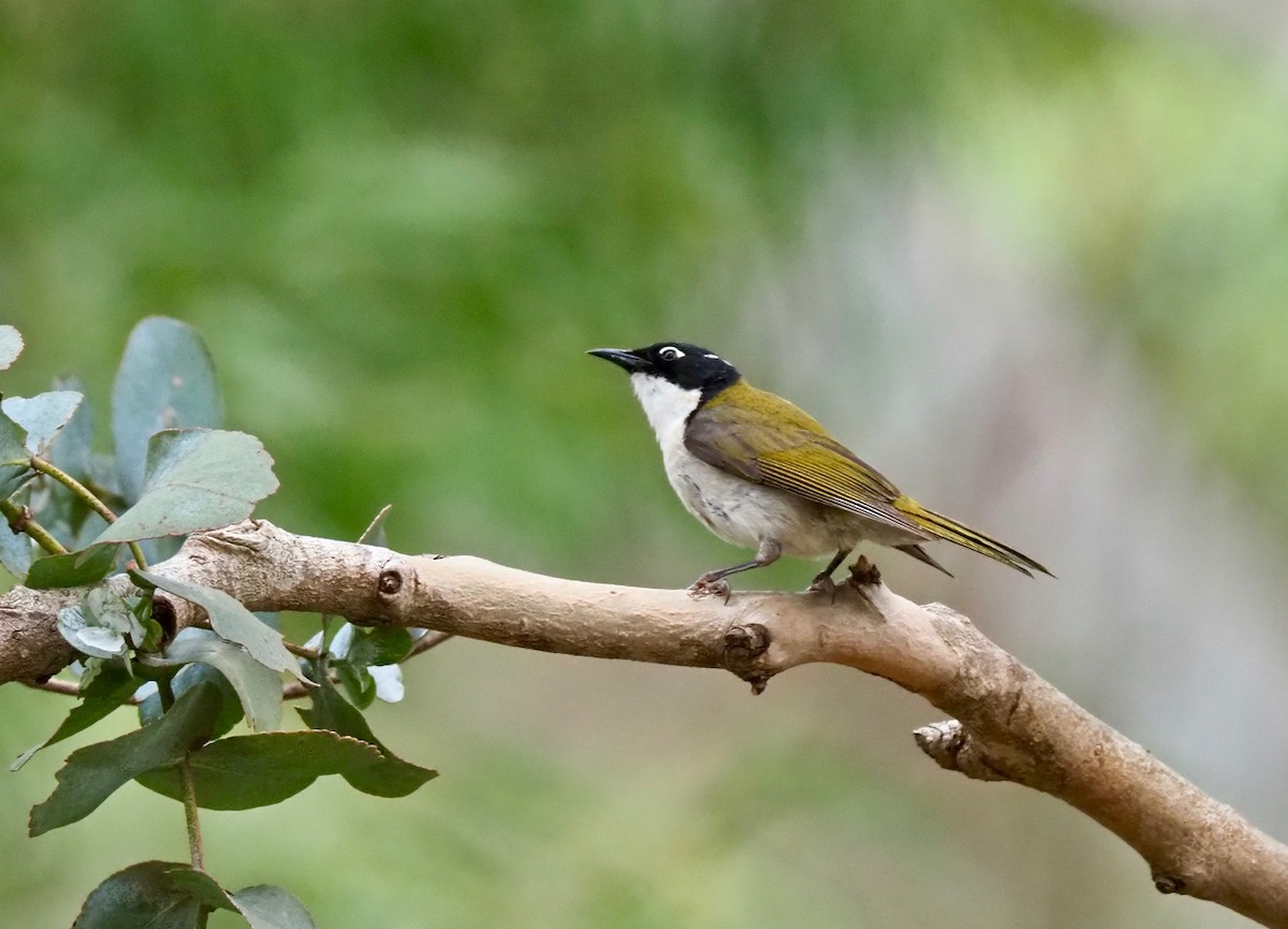 Gilbert's Honeyeater - Ken Glasson