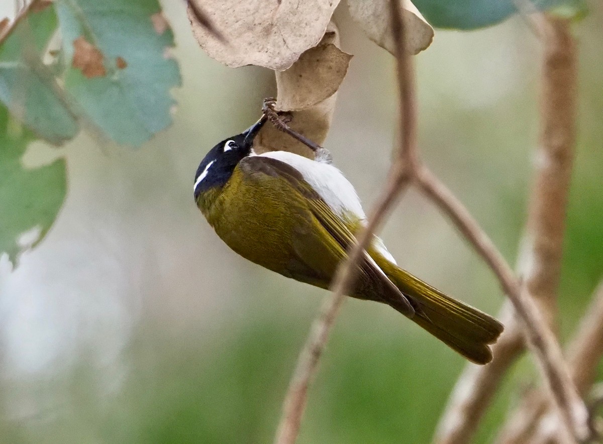 Gilbert's Honeyeater - ML189334361